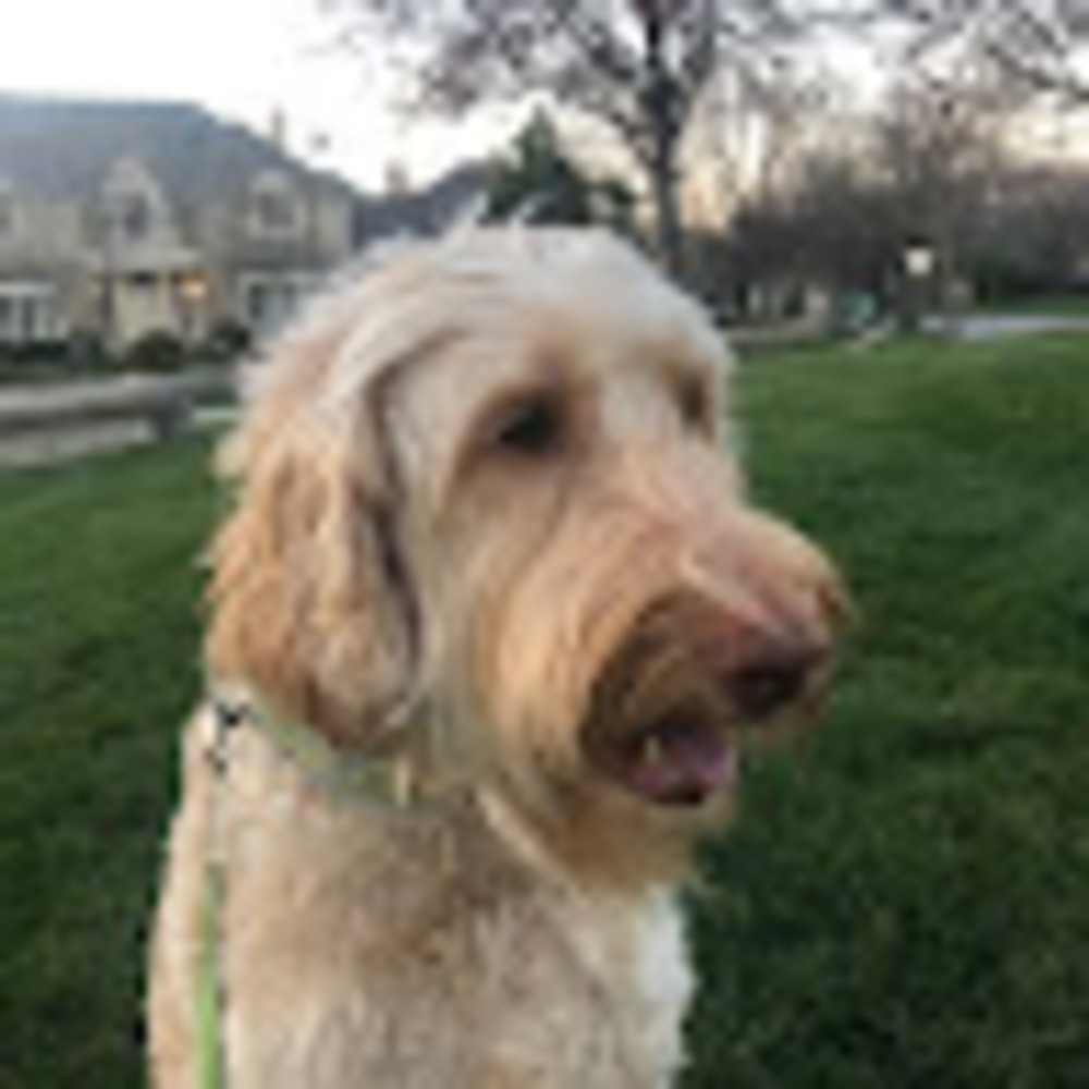 Meet your Posher, Tessa